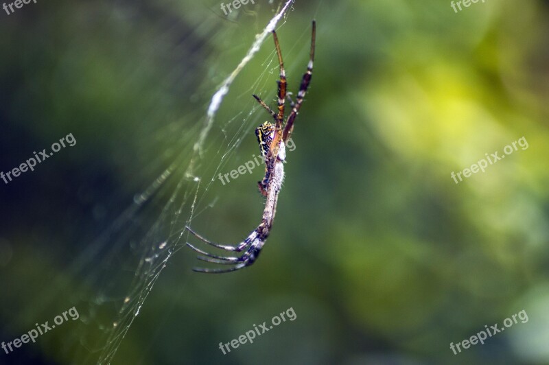 Spider Green Ins Insect Bug