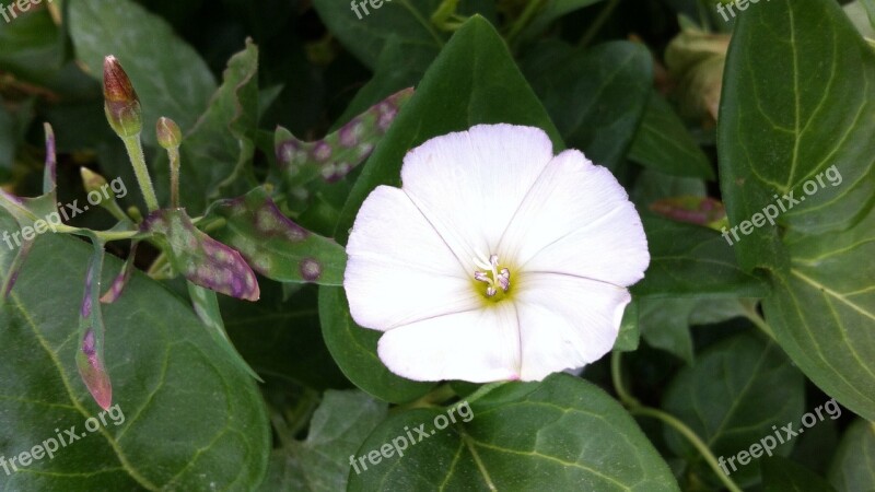 Flower White Natural White Flowers Flowers