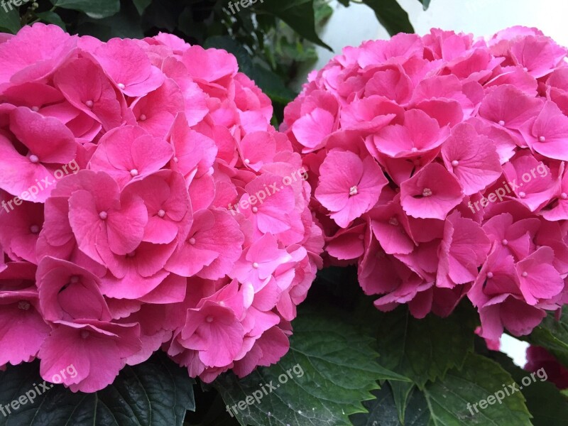 Hydrangeas Blossom Bloom Pink Close Up