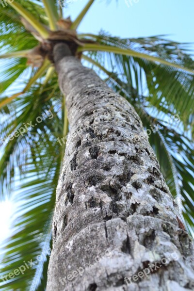 Palm Tree Hawaii Oahu Palm Free Photos