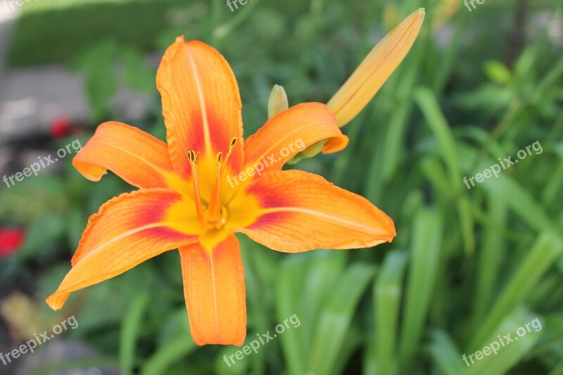 Flower Lily Day Lily Orange Free Photos