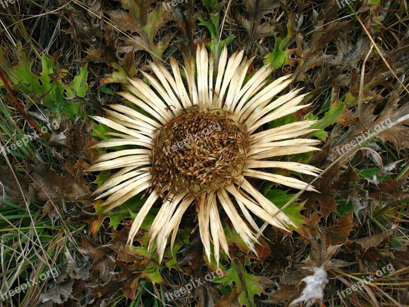 Nature Thorn Herb Grid Autumn