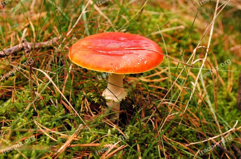 Fly Agaric Mushroom Forest Nature Autumn