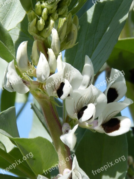 Flower Habera Beans Free Photos