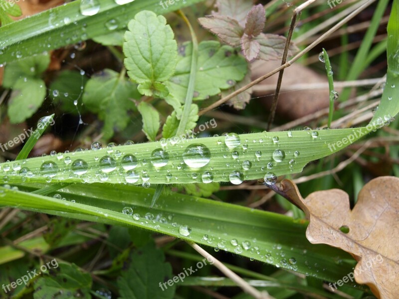 Dew Grass Drops Plant Blade Of Grass