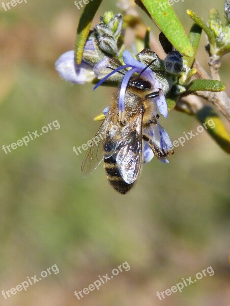 Bee Rosemary Libar Sucking Free Photos