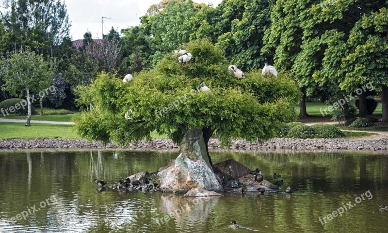 Tree Garden Lake Pond Ibis