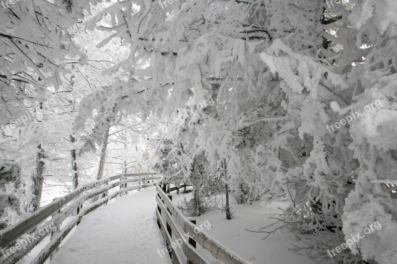 Hard Rime Ice Winter Trees Fence Path