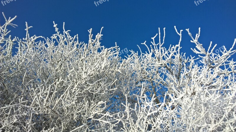 Winter Snow Sun Trees Blue Sky