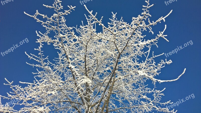 Winter Snow Sun Trees Blue Sky