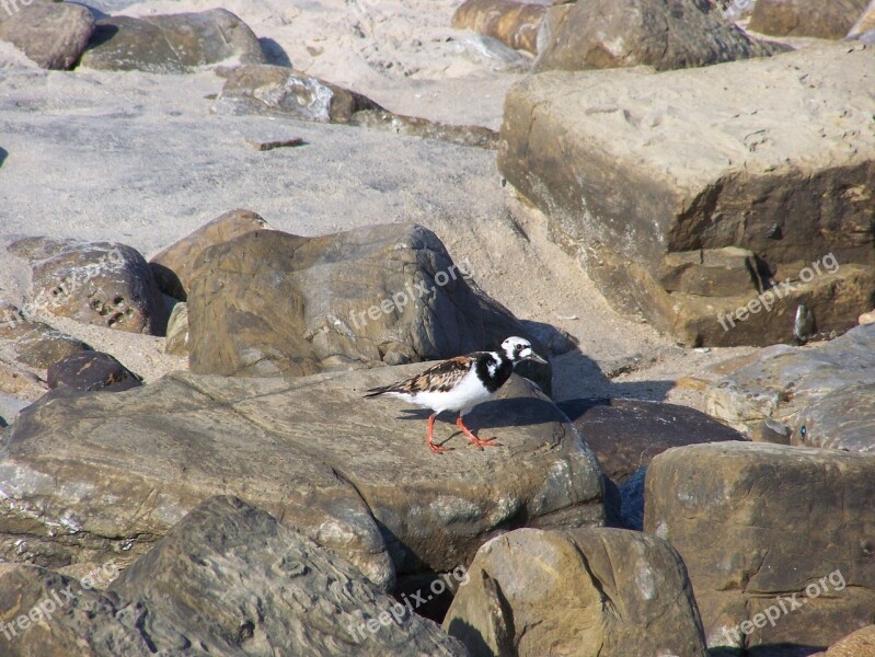 Ave Rock Sand Beach Turnstone