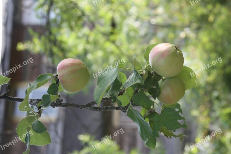 Apples On A Branch Apple Orchard Apples Fruit Free Photos