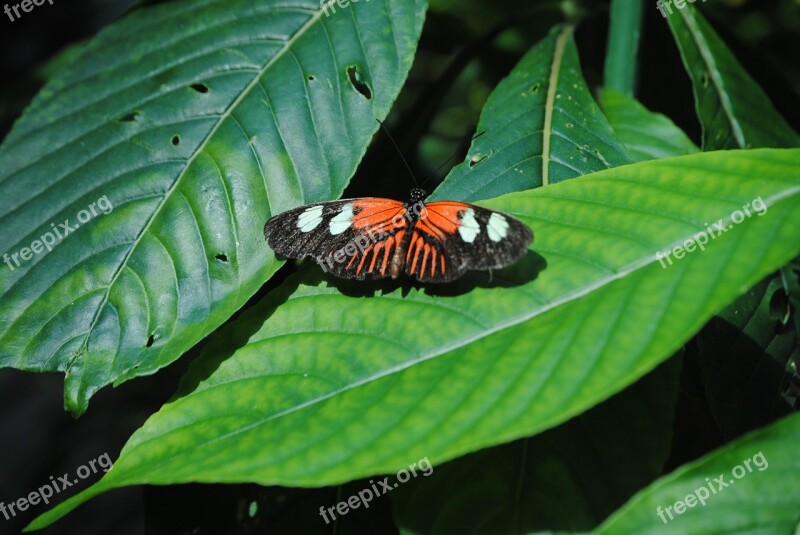 Butterfly Butterfly Sanctuary Key West Key West Butterfly Sanctuary Free Photos