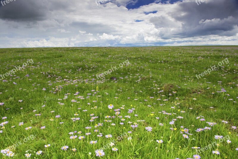 Flower Wild Flower Spring River Grassland