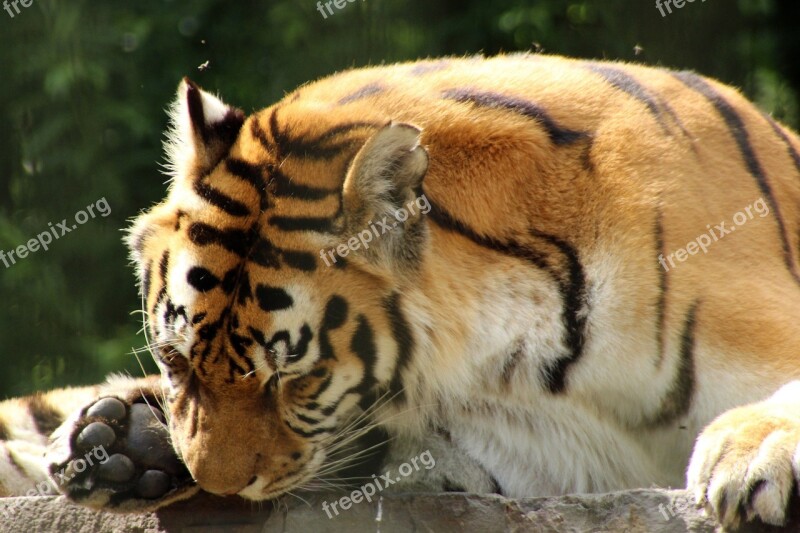 Tiger Enclosure Predator Big Cat Zoo