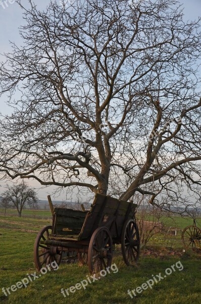 Car Age Tree Wheels Forest Idyll