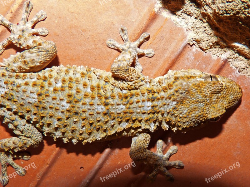 Gecko Dragon Reptile Texture Lizard