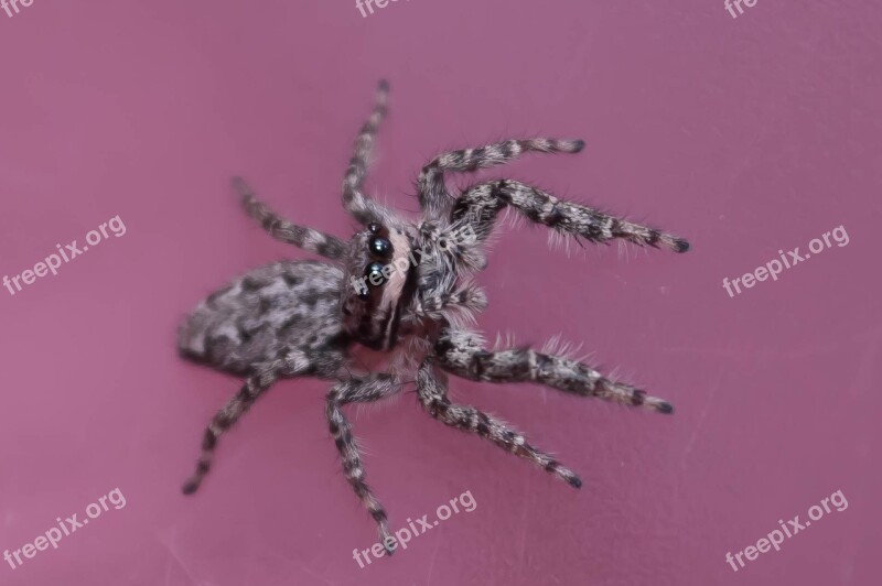 Jumping Spiders Insect Macro Spider Color