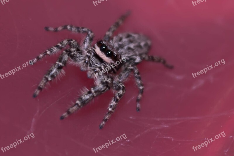 Jumping Spiders Insect Macro Spider Color