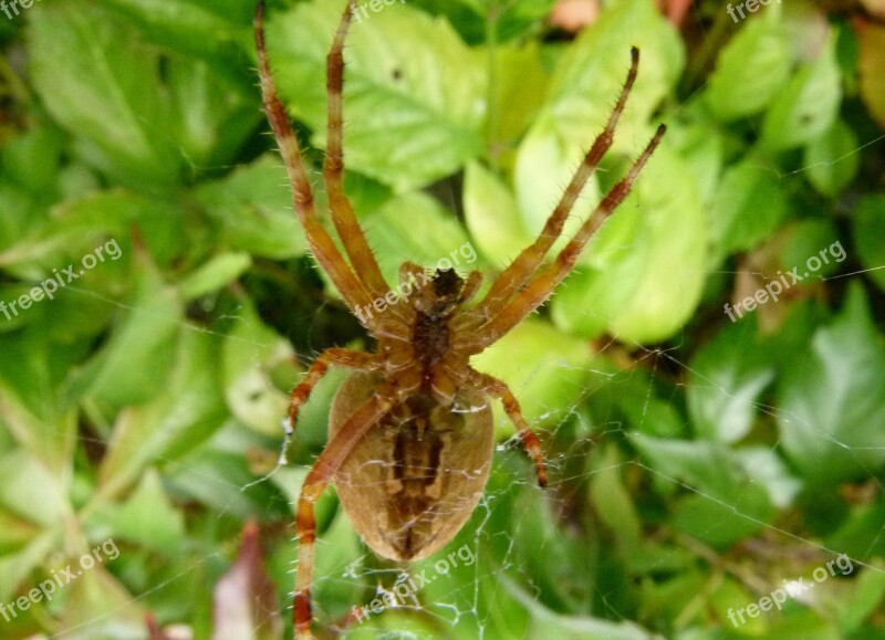 Spider Web Garden Spider Araneus Diadematus Spider Cross-bearer Arachnid