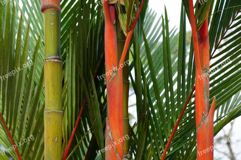 Bamboo Plant Green Free Photos