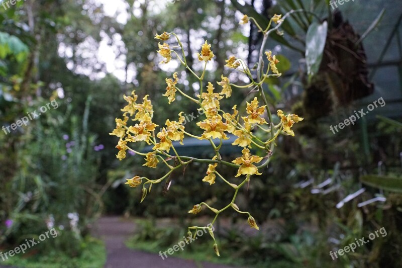 Orchid Flower Costa Rica Spring Fragrance