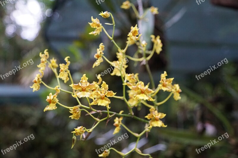 Orchid Flower Costa Rica Spring Fragrance