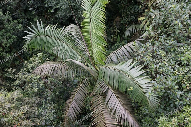 Rainforest Tree Away Tropical Nature