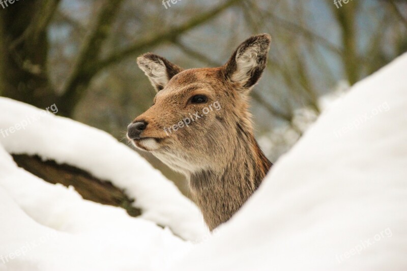 Deer Forest Animal Snow Winter