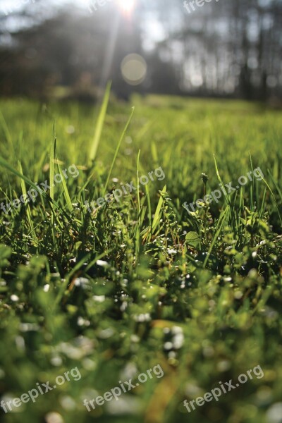 Nature Rush Grass Green Spring