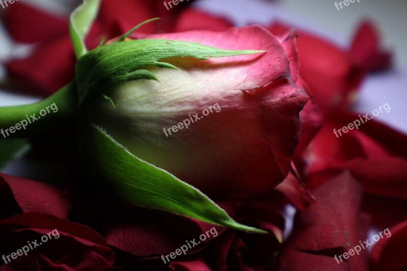 Rose Petals Loose Rose Bloom Rose Flower