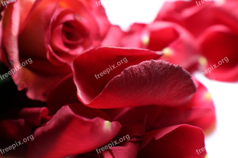 Rose Petals Loose Rose Bloom Rose Flower