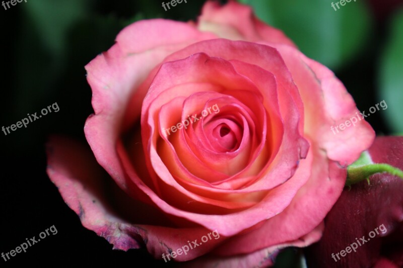 Rose Bloom Rose Rose Petals Flower Multi Coloured