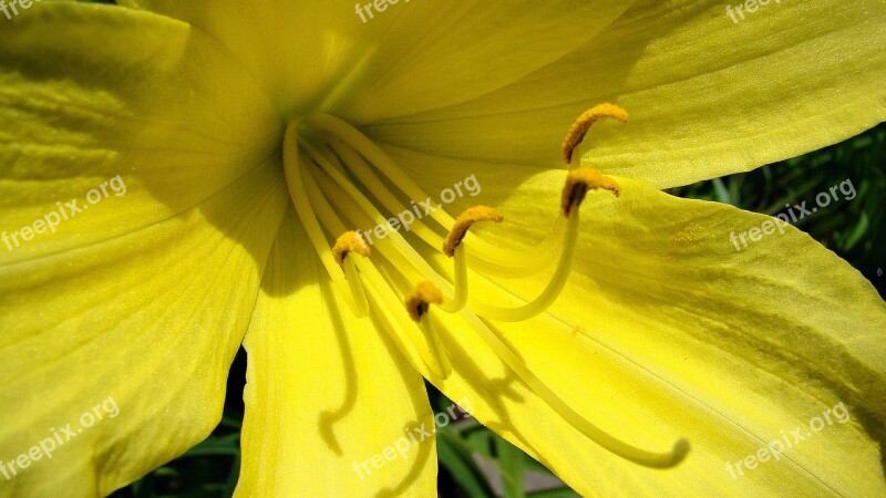 Daylily Yellow Yellow Flowers Lily Nature