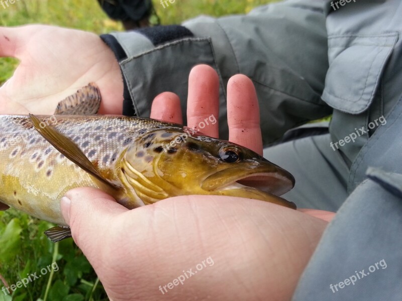 Trout Fish Fishing Food Nature