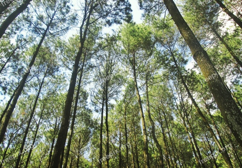 Forest Trees Nature Environment Leaves