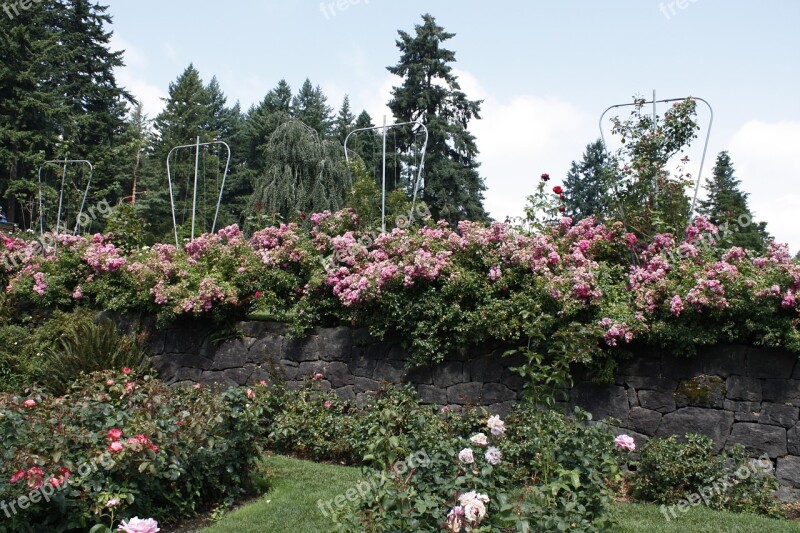 Rose Test Garden Portland Free Photos