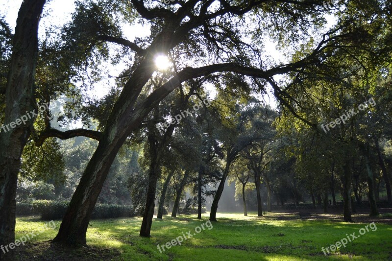 Forest Oak Forest Sun Branches Park