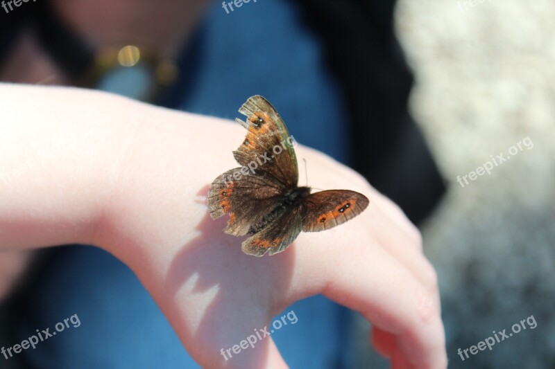 Butterfly Hand Child Child's Hand Nature