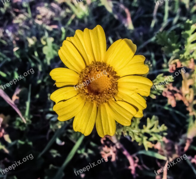 Yellow Flower Arnica Plant Flora Cyprus