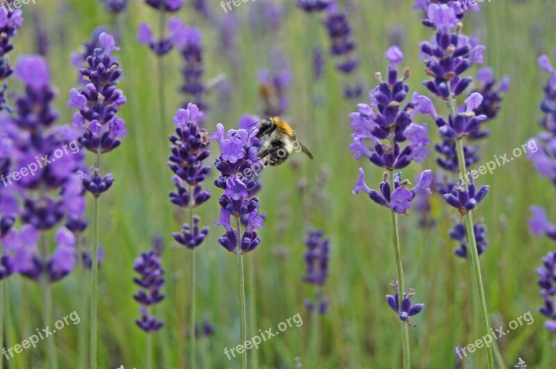 Lavender Hummel Insect Close Up Violet