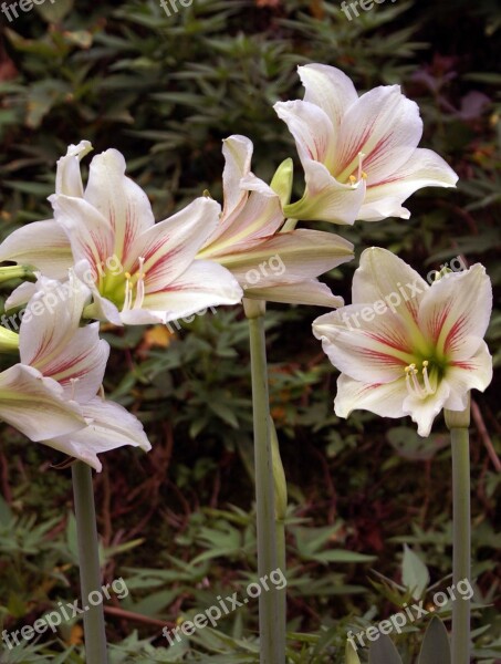 Flower Nature Natural Green Bloom