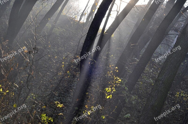 Forest Sun Rays Solar Light Tree Atmosphere