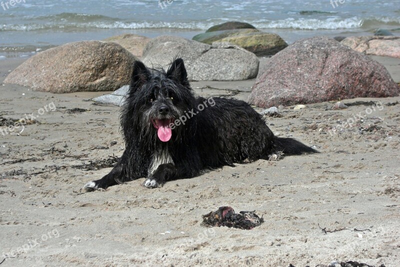 Dog Sand Sea Beach Wet