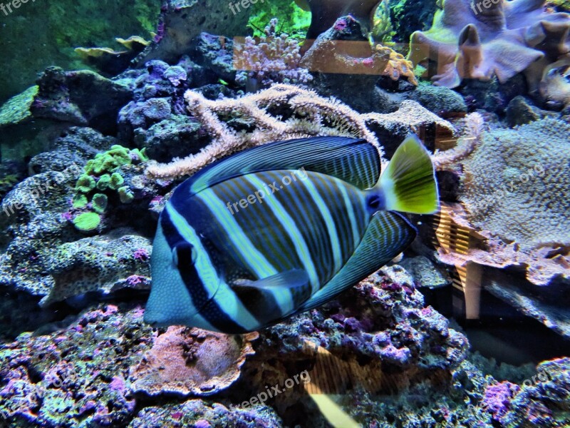 Fish Exotic Animal Zebra Aquarium