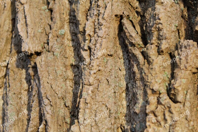 Bark Tree Log Tribe Structure