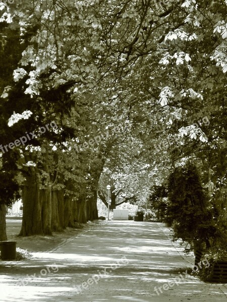 Rest Avenue Trees Away Nature