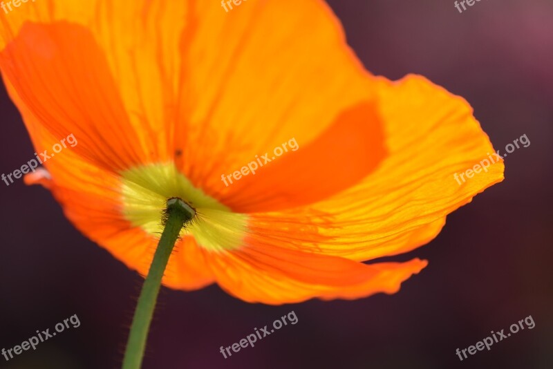 Red Poppy Flower Nature Summer Spring