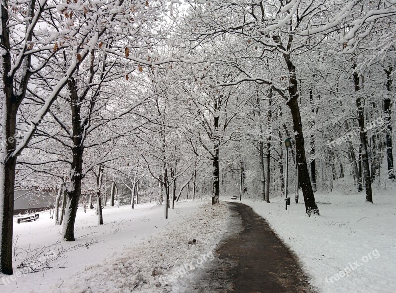 Winter Forest Path Winter Landscape Snowy