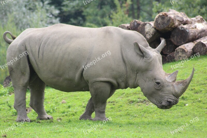 Rhino Zoo Nature Large Hard